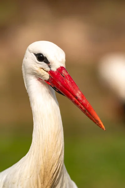 Retrato Uma Cegonha Elegante Sobre Fundo Natural — Fotografia de Stock