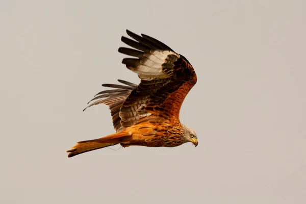 Atemberaubender Raubvogel Flug Mit Dem Himmel Des Hintergrunds — Stockfoto