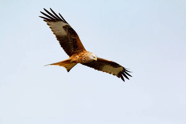 Impressionnant Oiseau Proie Vol Avec Ciel Fond — Photo