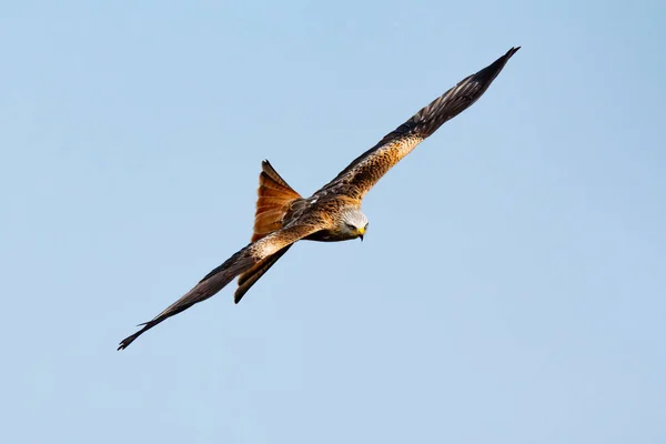 Atemberaubender Raubvogel Flug Mit Dem Himmel Des Hintergrunds — Stockfoto