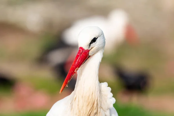Porträtt Elegant Stork Naturlig Bakgrund — Stockfoto