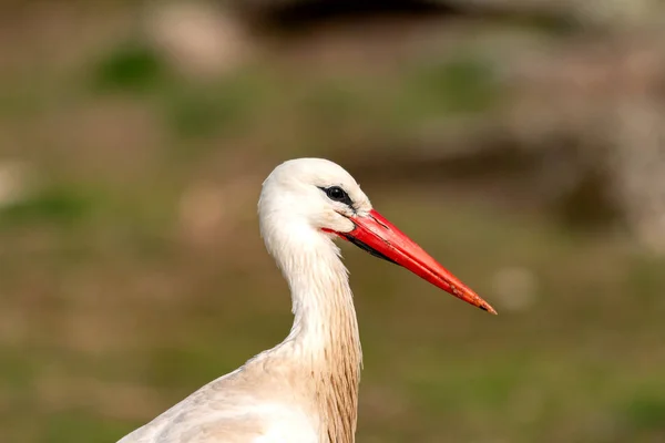 Portrét Elegantní Čáp Přírodní Pozadí — Stock fotografie