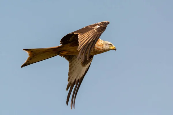 素晴らしい背景の空と飛行中の猛禽 — ストック写真