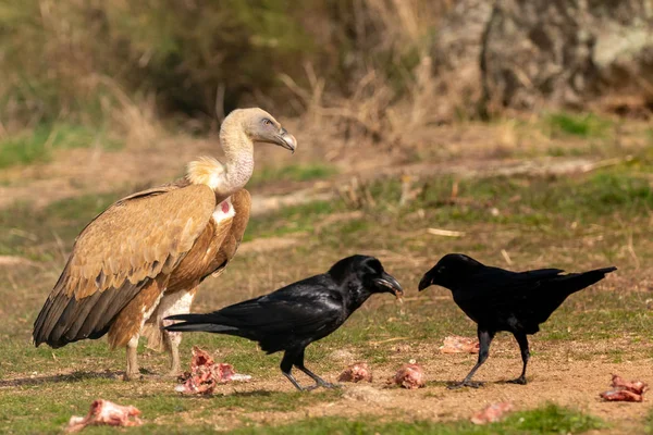 Retrato Gran Buitre Naturaleza Con Algunos Cuervos — Foto de Stock