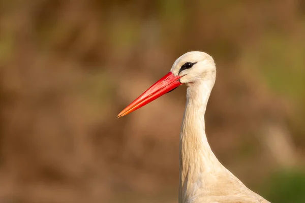 Retrato Uma Cegonha Elegante Sobre Fundo Natural — Fotografia de Stock