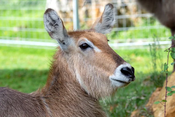 Belo Retrato Uma Espécie Antílope Cobo Lichi Natureza — Fotografia de Stock