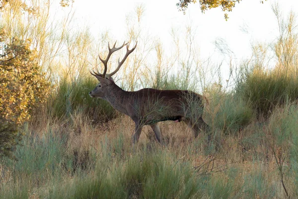 Grande Cervo Nel Campo Con Sue Corna Preparate Soffio — Foto Stock