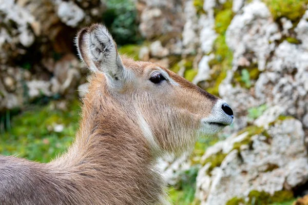 Beautiful portrait of a kind of antelope, the Cobo Lichi — Stock Photo, Image