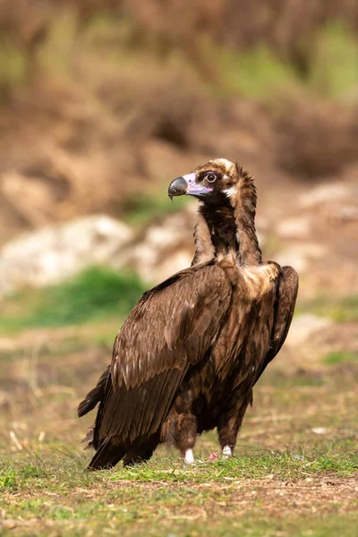 Portret Sępnik Czarny Charakter Zdjęcia Stockowe bez tantiem