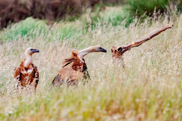 Abutres selvagens na natureza — Fotografia de Stock
