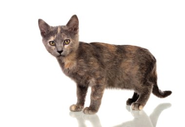 Güzel küçük kahverengi kedi kameraya bakıyor.