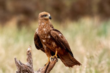 Doğal bir hancının üzerinde uçurtma.