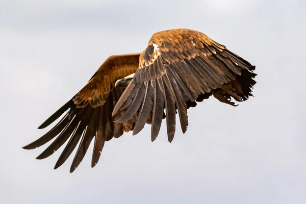 Grande abutre em voo Fotografias De Stock Royalty-Free