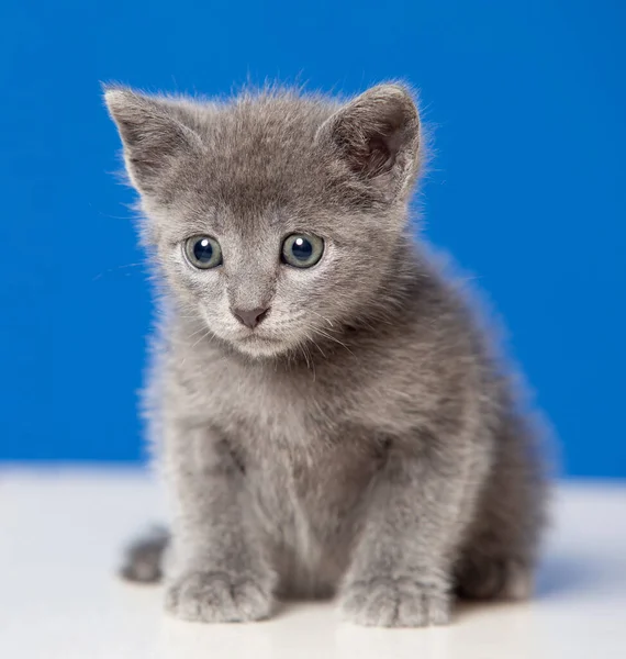 Pequeno Gatinho Com Cabelos Grisalhos Fundo Azul — Fotografia de Stock