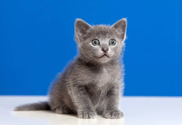 Pequeño Gatito Con Pelo Gris Sobre Fondo Azul — Foto de Stock