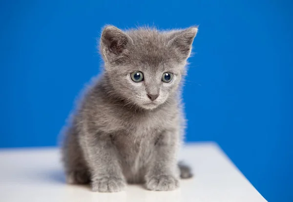 Pequeño Gatito Con Pelo Gris Sobre Fondo Azul — Foto de Stock