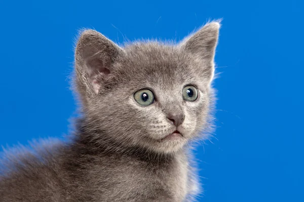 Pequeño Gatito Con Pelo Gris Sobre Fondo Azul — Foto de Stock