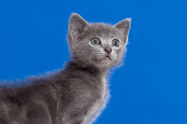 Pequeno Gatinho Com Cabelos Grisalhos Fundo Azul — Fotografia de Stock