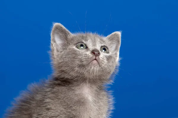 Pequeño Gatito Con Pelo Gris Sobre Fondo Azul — Foto de Stock