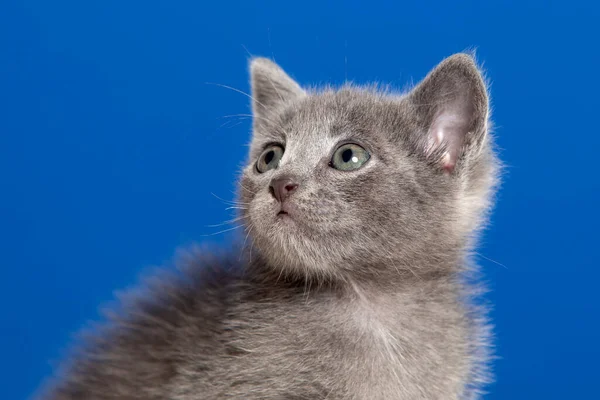 Mavi Arka Planda Gri Saçlı Küçük Kedi Yavrusu — Stok fotoğraf
