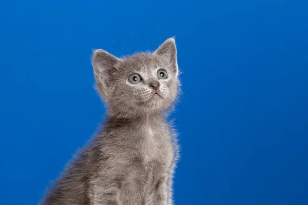 蓝底灰白头发的小猫咪 — 图库照片