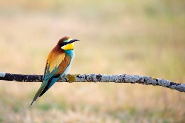 Güzel arı yiyici Bir dala tünemiş