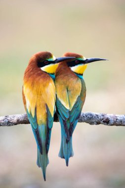 Bir dala tünemiş iki arı yiyici