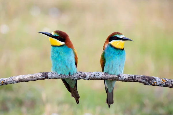 Bienenfresserpaar Hockte Auf Einem Ast — Stockfoto