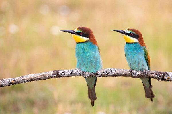 Couple of bee-eaters perched on a branch