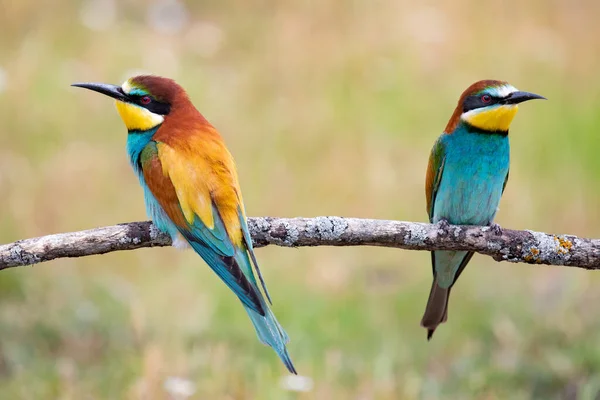 Couple Bee Eaters Perched Branch — Stock Photo, Image