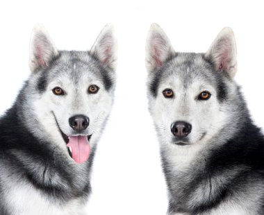 Beyaz bir arka planda izole edilmiş İri yarı, güçlü Sibirya köpekleri.