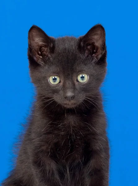Černá Kočka Zelenýma Očima Modrém Pozadí — Stock fotografie