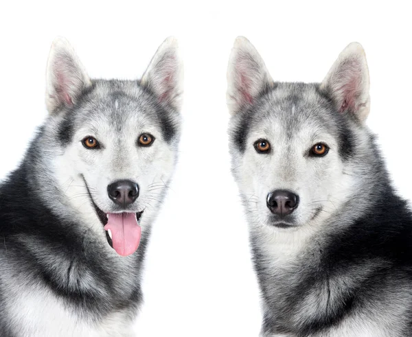 Tlwo Rovná Husky Sibiřští Psi Izolované Bílém Pozadí — Stock fotografie