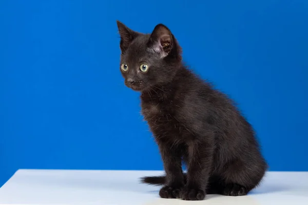 Chat Noir Aux Yeux Verts Sur Fond Bleu — Photo