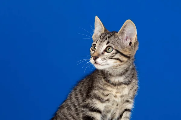 Krásné Šedé Kotě Modrém Pozadí — Stock fotografie