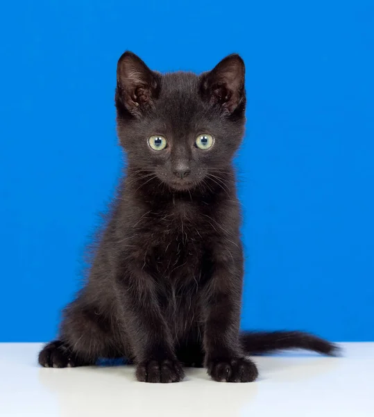 Gato Negro Con Ojos Verdes Sobre Fondo Azul — Foto de Stock