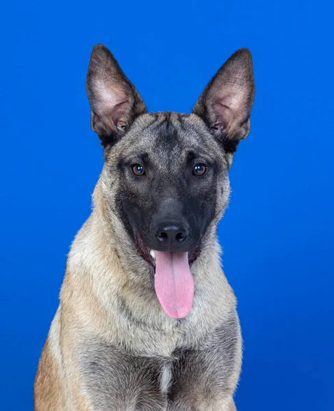 Piękny Brązowy Pies Niebieskim Tle — Zdjęcie stockowe