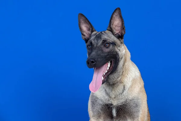 Cão Marrom Bonito Fundo Azul — Fotografia de Stock