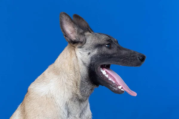 Piękny Brązowy Pies Niebieskim Tle — Zdjęcie stockowe