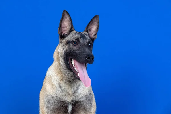 Hermoso Perro Marrón Sobre Fondo Azul — Foto de Stock