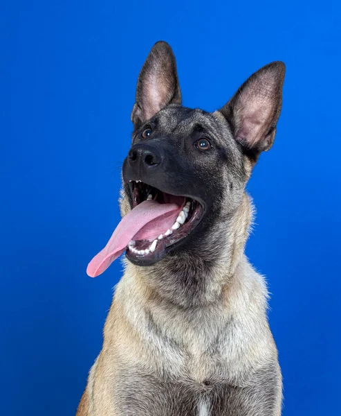 Vakker Brun Hund Blå Bunn – stockfoto