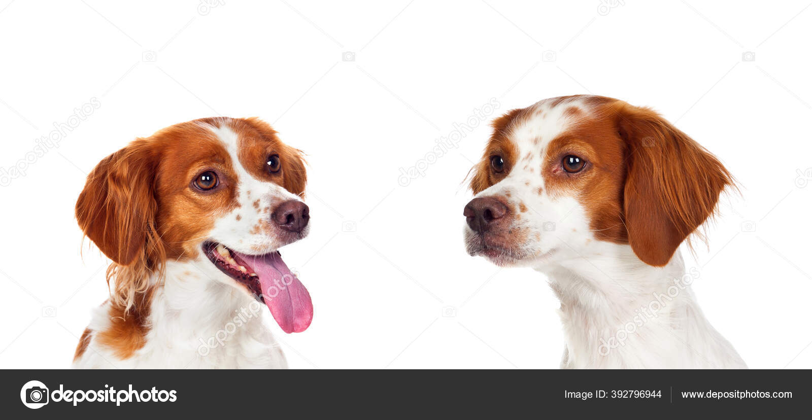 Featured image of post Cachorro Feliz Fundo Branco Existem muitos nomes para cachorro que voc pode dar para o pet