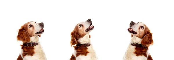 Hermosos Perros Spaniel Breton Aislados Sobre Fondo Blanco —  Fotos de Stock