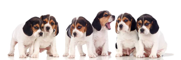 Adorable Puppies Isolated White Background — Stock Photo, Image