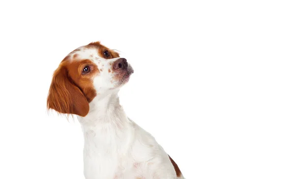 白い背景に隔離された美しいスパニエル ブレトン犬 — ストック写真
