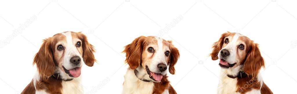 Beautiful Spaniel Breton dogs isolated on a white background