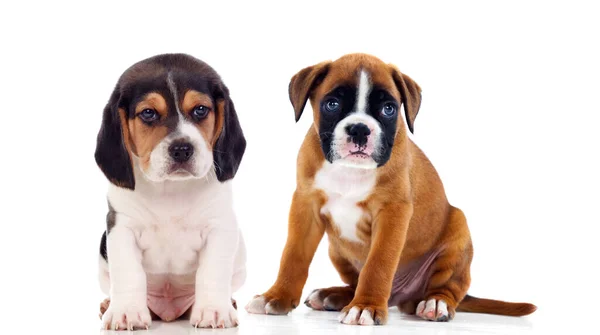Two Sweet Puppies Sitting Floor Isolated White Background — Stock Photo, Image
