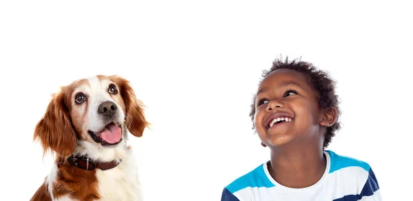 非洲裔美国儿童和他的狗在白色背景下孤独地抬头看 — 图库照片