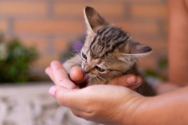 Bahçede sevimli bir kedi yavrusu tutan eller.