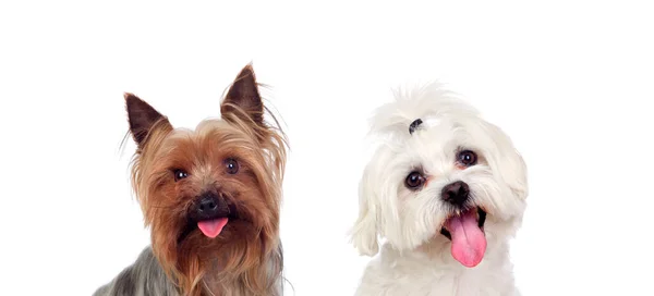 Dos Perros Pequeños Aislados Sobre Fondo Blanco — Foto de Stock